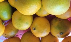 Soğuk Havalarla Birlikte Mandalinaya Yoğun İlgi