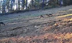 Karaca ailesi Ganos Dağları'nda fotokapana takıldı