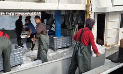 Kasa kasa balıkla döndüler:Tekirdağlı balıkçıların yüzü gülüyor