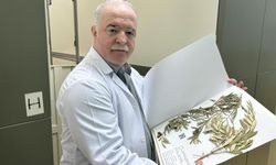 Zeytin ağacından gelen delil: Nuh'un Gemisi Cudi Dağı'nda