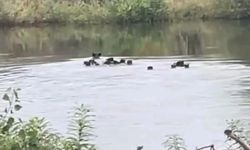 Yaban domuzları Meriç Nehri üzerinden Yunanistan'a geçti