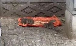 Tekirdağ'da vatandaşlar tedirgin: "Fareler sokakları bastı"
