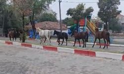 Tekirdağ'da başıboş atlar trafiği tehlikeye soktu