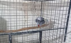 Çorlu'da Egzotik Kuş Operasyonu: Ceza yağdı