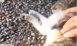 Kediye kalp masajı yaptı, hayata döndürdü