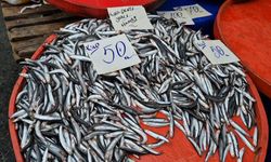Tekirdağ'da hamsinin kilosu 50 liraya kadar düştü