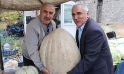 Ata tohumu 51 kiloluk dev kabak ilgi odağı oldu