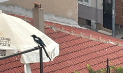 Saksağan Kuşu Şehir Merkezinde Görüntülendi