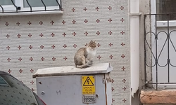 Kedi Elektrik Panosunun Üstünde Isınmaya Çalıştı