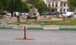 Kırklareli’nde Güvercinlerin Keyifli Molası