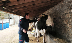 Vize’de Aşılama ve Kontrol Çalışmaları Sürüyor