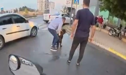 Sokakta ağızlıksız gezdirilen 'Rottweiler' cinsi köpek dehşet saçtı... O anlar kamerada