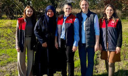 Vize’de Safran Hasadı Başladı