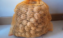 Kırklareli’nde Ceviz Sezonu Başladı