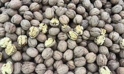 En Sağlıklı Atıştırmalık: Ceviz