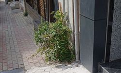 Hayat Bir Yolunu Buluyor