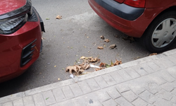 Yol Kenarındaki Yaprak ve Çöpler Dikkat Çekti