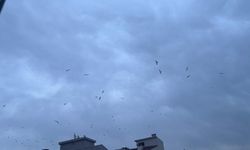 Martı Sürüsünden Gökyüzünde Görsel Şölen