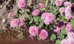 Sonbaharın Güzelliği: Kasımpatılar Renk Cümbüşü Yarattı