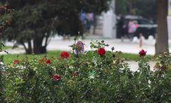 Özgürlük ve Demokrasi Meydanı’nda Sonbahar Renkleri