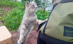 Sevimli Sokak Kedisi Görenleri Gülümsetti