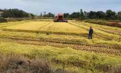 Çeltik Hasadına Yakın Takip