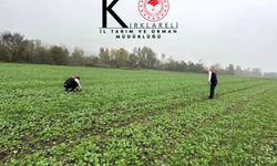 Kanola Ekim Alanlarında Fenolojik Gözlemler Başladı