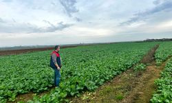 Lüleburgaz’da Fenolojik Gözlem ve Ürün Gelişim Takip Çalışmaları