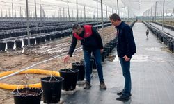 Basınçlı Sulama Projesine Teknik İnceleme