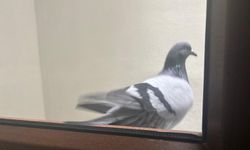 Güvercinler Pencere Kenarlarını Mesken Tuttu