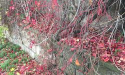 Kırklareli’de Sonbahar Renkleri Şehri Sardı