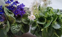 Kırklareli’nde Afrika Menekşesi İlgisi Artıyor