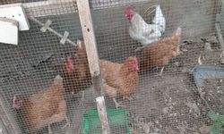 Vatandaşlar Kendi Tavuklarını Besleyerek Doğal Yumurta Üretiyor