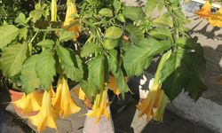 Bahçeleri Süsleyen Melek Borusu İlgi Çekiyor