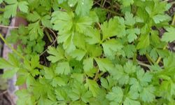 Evde Maydanoz Yetiştiriciliğine İlgi Artıyor