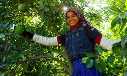 Adana'da portakal hasadı başladı, 360 bin ton rekolte bekleniyor