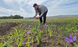 Bu baharatın kilosu 600 bin TL: Topraktan servet fışkırıyor