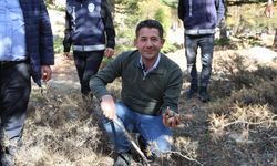 Kilosu etle yarışıyor: Japonların gözdesi sedir mantarı çıktı