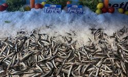 Hamsi fiyatı yüzleri güldürdü, kilosu 60 liraya düştü