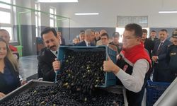 Şarköy'de zeytin hasadı yapıldı