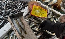 Tekirdağ’da balık tezgahlarına sıkı denetim: Boy ölçümleriyle sürdürülebilir avcılığa destek