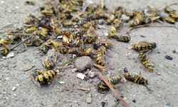 Evin çatısına yuva yapan eşek arıları hastanelik etti