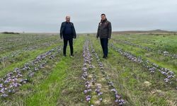 Tekirdağ'da safran üretimi yaygınlaşıyor