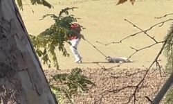 Köpek toplama görüntüleri tepki çekti