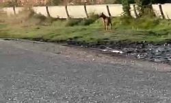 Popülasyonu artan kurtlar köylere indi