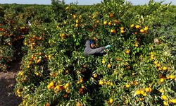 Tarım işçilerinin grevi mandalinayı dalında bıraktı: Kilosu 3 liraya kadar geriledi