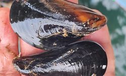 İstanbul'daki gıda zehirlenmesi ve kaçak midye gerçeği