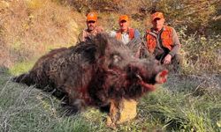 Tekirdağ'da avcılar bile şaşırdı: 300 kiloluk yaban domuzu avlandı