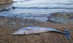 Çanakkale’de ölü yunus balığı sahile vurdu