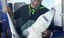 Ağa takılan köpekbalığı denize bırakıldı